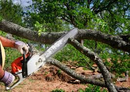 How Our Tree Care Process Works  in  Clear Lake, IA