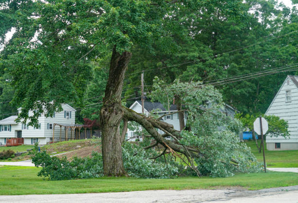 Clear Lake, IA Tree Services Company