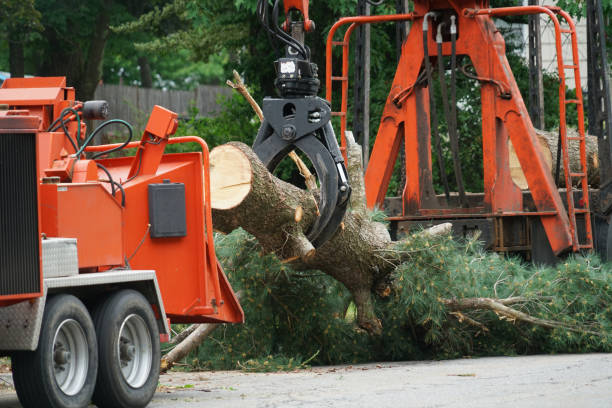 Best Commercial Tree Services  in Clear Lake, IA
